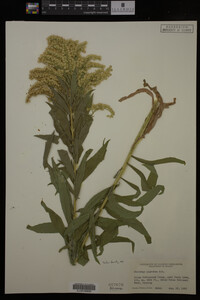 Solidago gigantea image