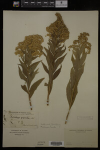 Solidago gigantea image