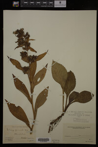 Solidago glomerata image