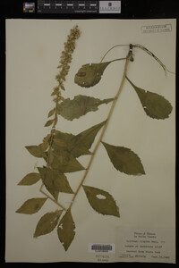 Solidago hispida image