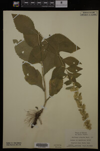 Solidago hispida image