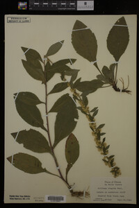 Solidago hispida image