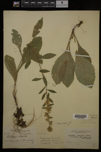 Solidago hispida image