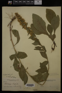Solidago hispida image