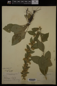 Solidago hispida image
