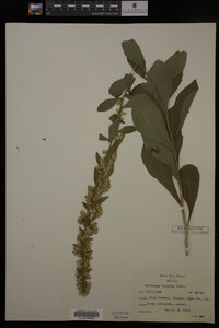 Solidago hispida image