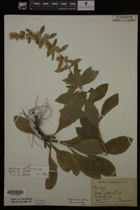 Solidago hispida image