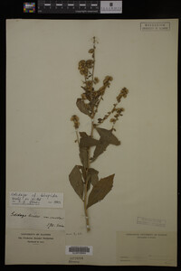 Solidago hispida image