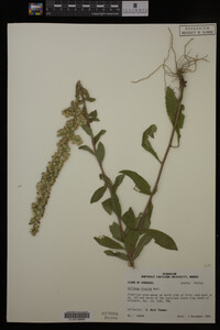 Solidago hispida image