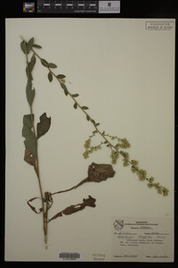 Solidago hispida image