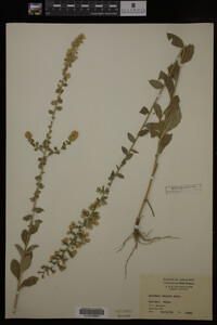 Solidago hispida image