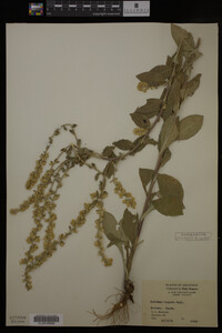 Solidago hispida image
