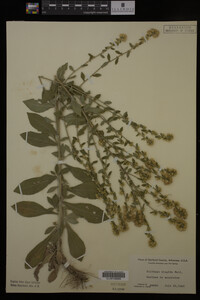 Solidago hispida image