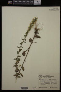 Solidago hispida image
