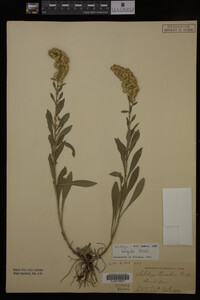 Solidago hispida image