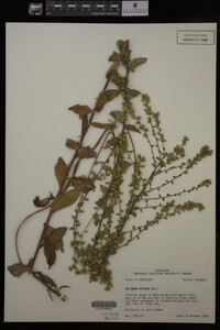 Solidago hispida image