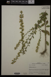Solidago hispida image
