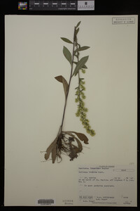 Solidago hispida image