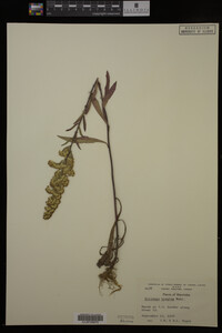 Solidago hispida image