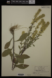 Solidago hispida image