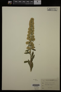 Solidago hispida image