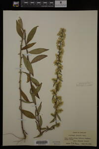 Solidago hispida image