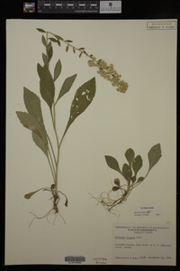 Solidago hispida image