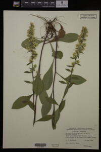 Solidago hispida image