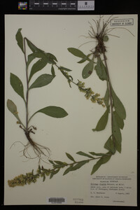 Solidago hispida image