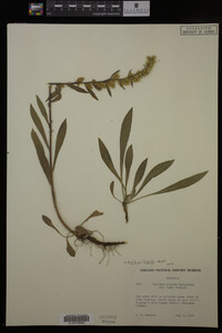 Solidago hispida image