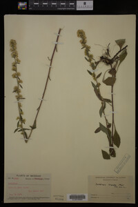 Solidago hispida image
