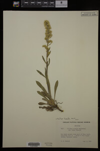 Solidago hispida image