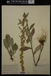 Solidago hispida image