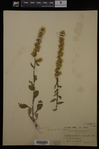 Solidago hispida image