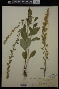 Solidago hispida image