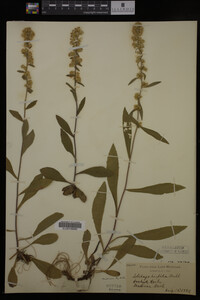 Solidago hispida image