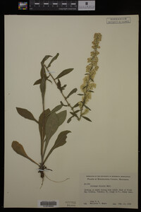 Solidago hispida image