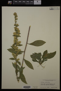 Solidago hispida image