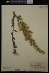 Solidago hispida image