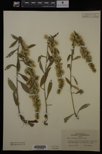 Solidago hispida image