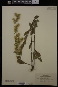 Solidago hispida image