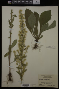 Solidago hispida image