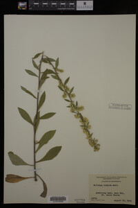 Solidago hispida image