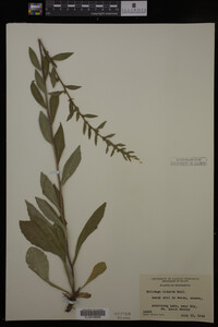 Solidago hispida image