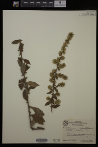 Solidago hispida image