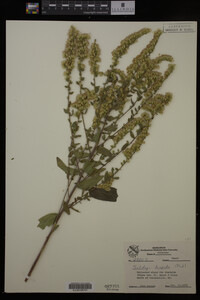 Solidago hispida image