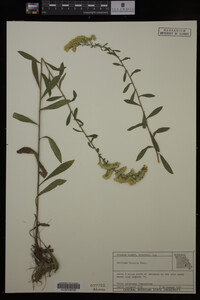 Solidago hispida image