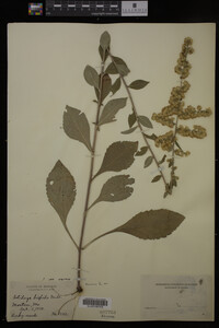 Solidago hispida image
