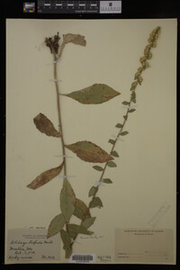 Solidago hispida image