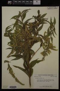 Solidago gigantea image
